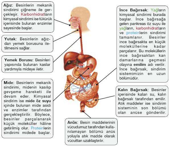 sindirim_sistemi_sagligi_2