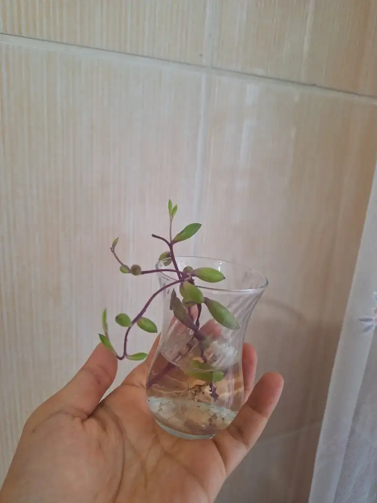 1000056590.webp
