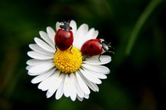 161963d81364e2dd6b627936778c33a7--pretty-flowers-ladybugs.jpg