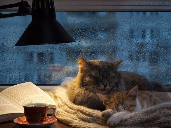 1a60d66d07105ce9715088d1ce925d48-warm-and-cozy-rainy-days-600x449.jpg