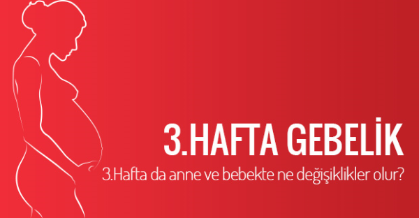 600px-3-haftalik-gebelik020620159674241953557alternatif-haber (1).png