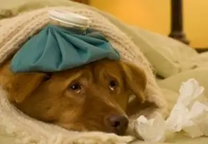 7803_154956-424x294-sick-doggie-300x208.webp