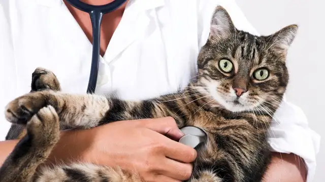 8881826-orig-640x360.webp