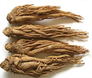 Angelica-Root-Oil.webp