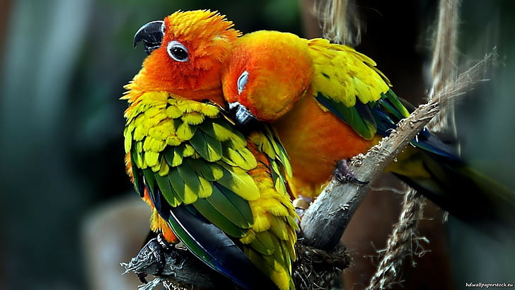 animal-animals-2560x1440-parrot-wallpaper-preview.jpg