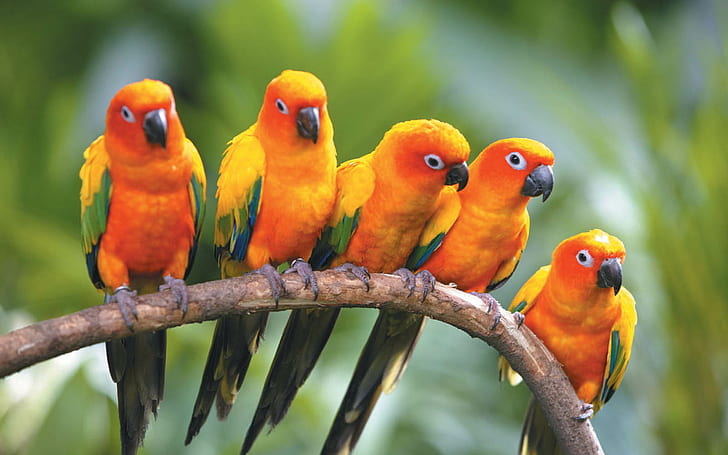 animal-love-bird-love-bird-images-love-birds-s-wallpaper-preview.jpg