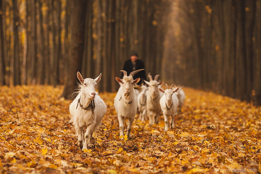 autumn-animals-13__880.jpg