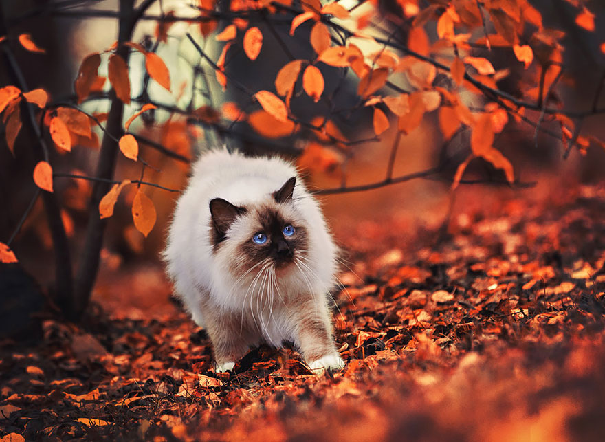 autumn-animals-20__880.jpg