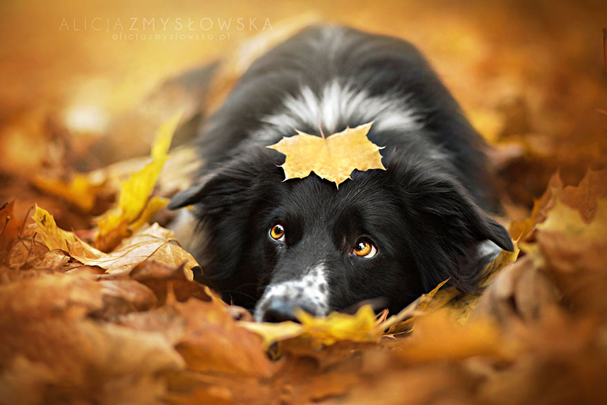 autumn-animals-22__880.jpg