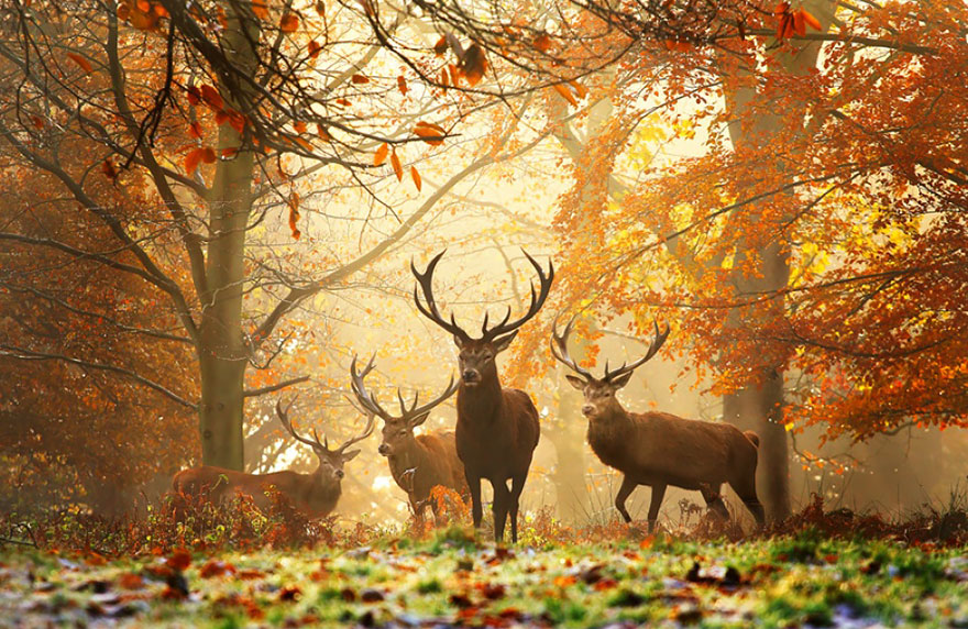 autumn-animals-5__880.jpg