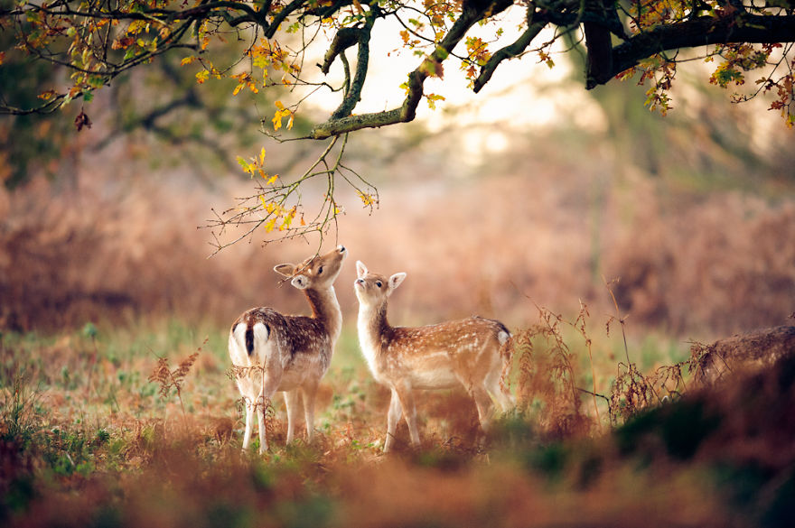 autumn-animals-7__880.jpg