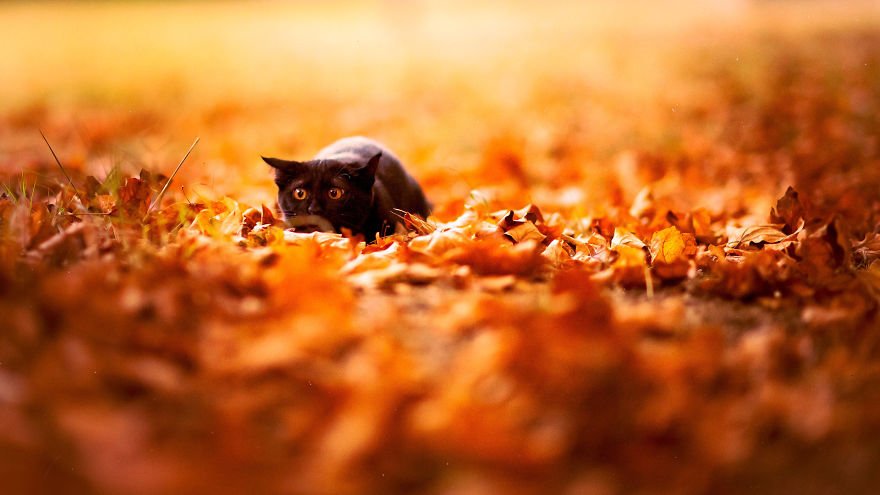 autumn-animals-8__880.jpg