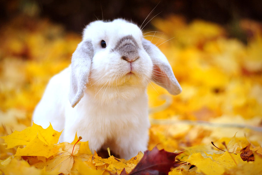 autumn-animals-photgraphy-105__880.jpg