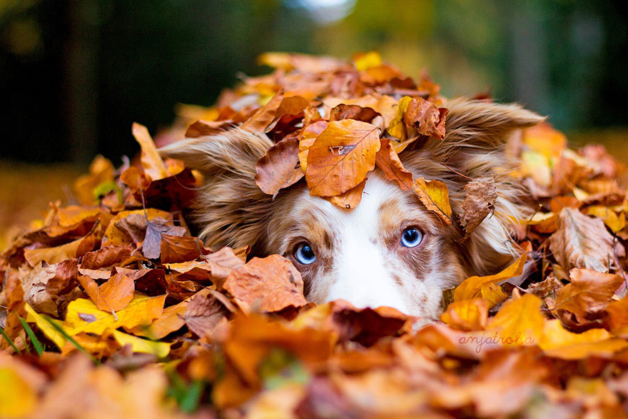 autumn-animals-photgraphy-107__880.jpg