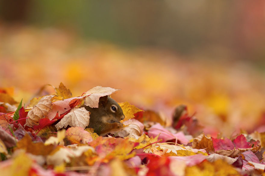 autumn-animals-photography-3__880.jpg