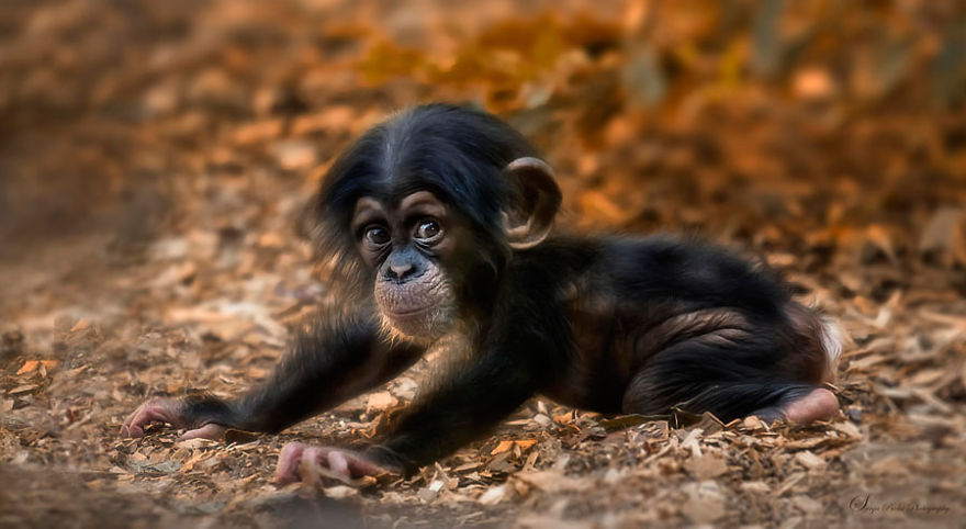 baby-chimpanzee__880.jpg