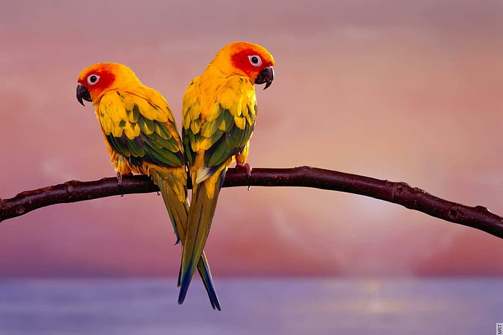 beautiful-birds-photos-two-yellow-and-green-birds-wallpaper-preview.jpg