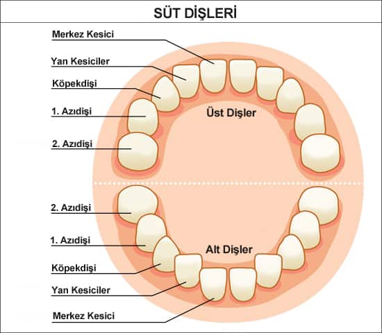 bebeklerde_dis.jpg