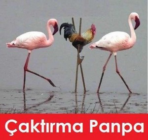 caktirma-panpa-300x285.jpg