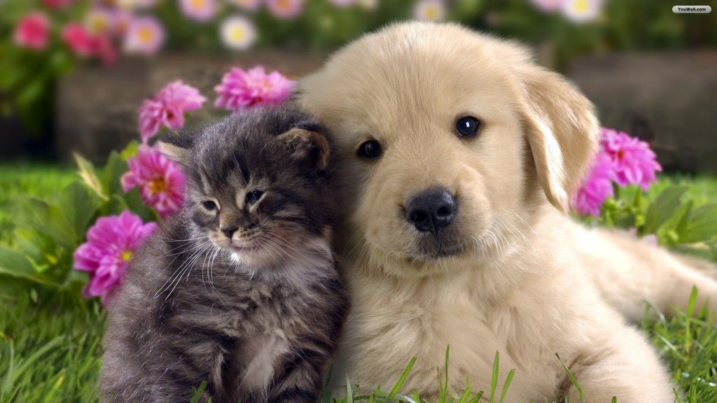 cat-and-dog-wallpaper.jpg