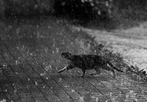 cat-in-the-rain.jpg