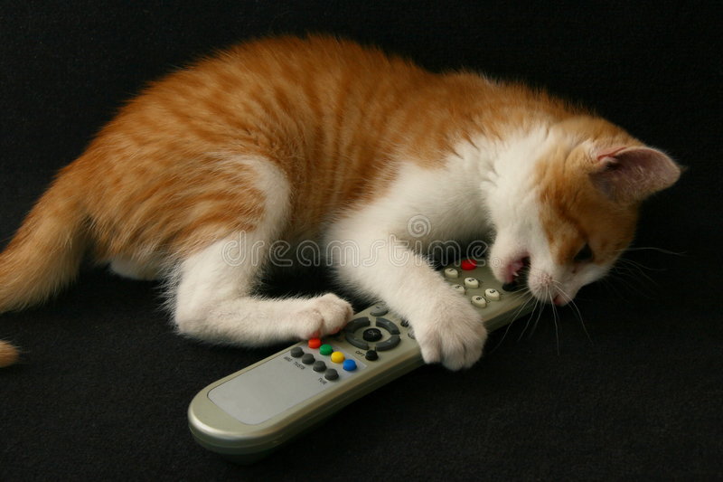 cat-tv-remote-control-6064916.jpg