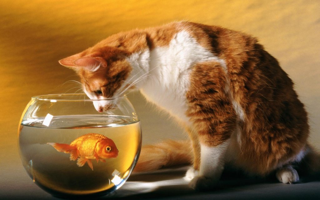 cat-watching-the-goldfish_398001.jpg