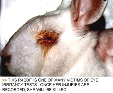 cosmetic_animal_testing_06.jpg