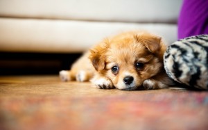 cute-brown-little-puppies-wallpaper-300x187.jpg