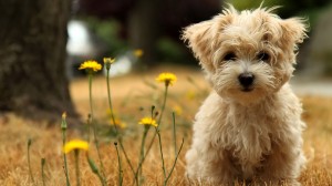 cute-little-dogs-300x168.jpg