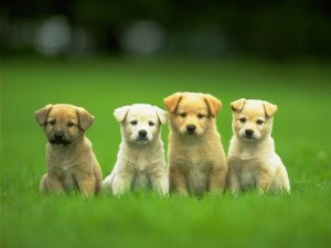 cute-little-dogs-wallpaper-300x225.jpg