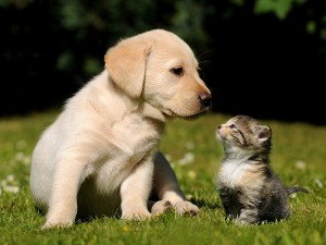 cute-little-kittens-and-puppies-300x225.jpg