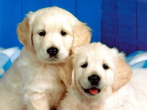 cute-little-puppies-300x225.jpg