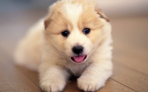 cute-little-puppies-wallpaper-for-mac-300x187.jpg