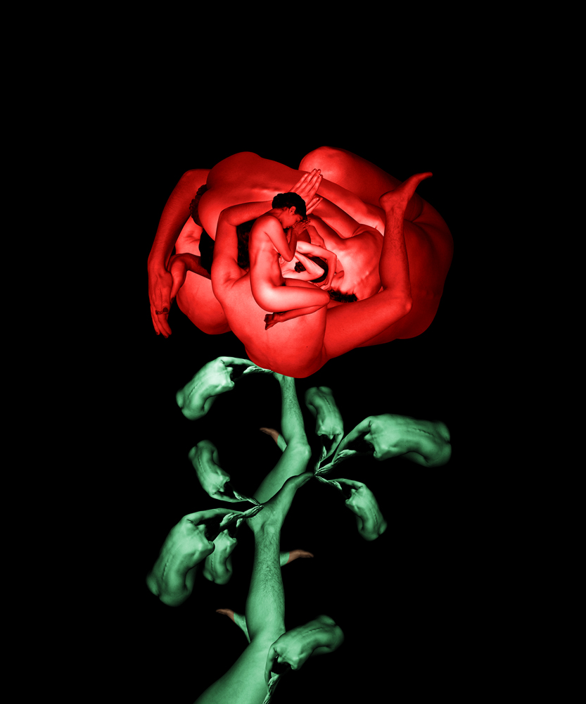 CW-Rose-1000.jpg