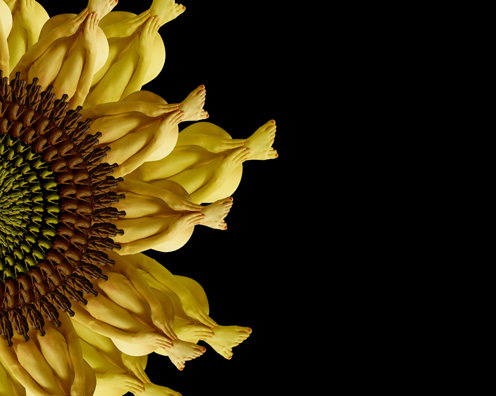 CW-Sunflower-1000.jpg