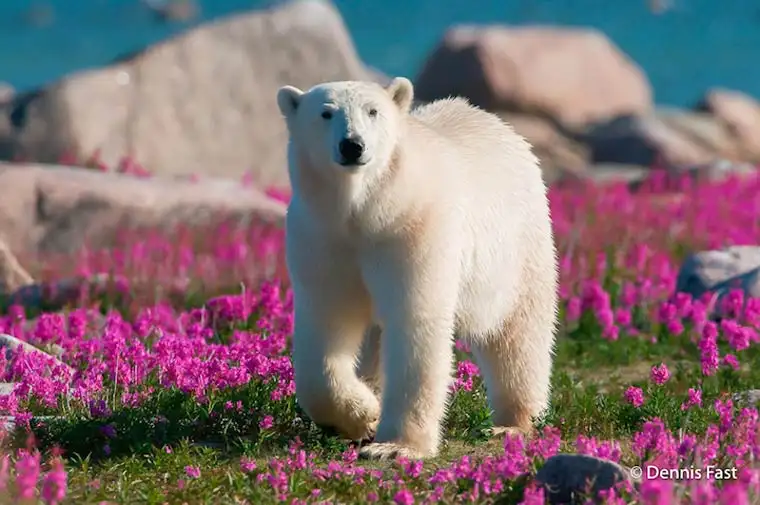 Dennis-Fast-Polar-Bear-5.webp