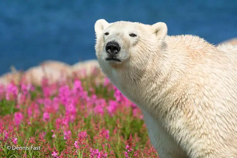 Dennis-Fast-Polar-Bear-7.webp