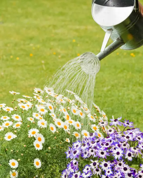 depositphotos_11540903-stock-photo-watering-summer-flowers.webp