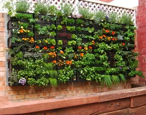 dikey-bahce-bursa-plant4.webp
