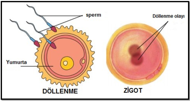 dollenme-zigot.png