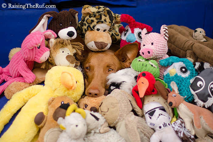 DSC_7289-stuffedanimals.png