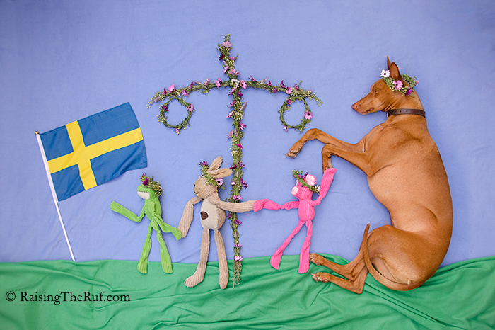 DSC_7686-midsommarRufus.png