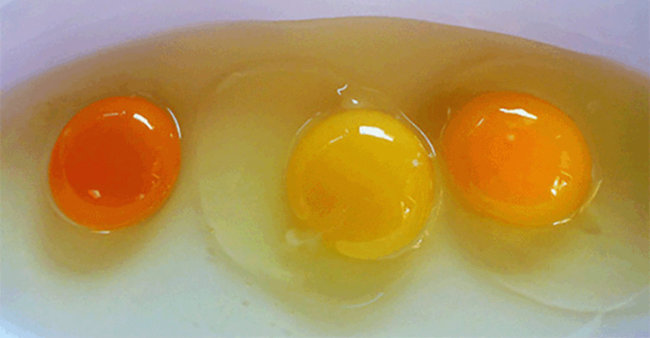 egg yolk shades cover.jpg