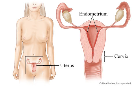 endometrium.jpg