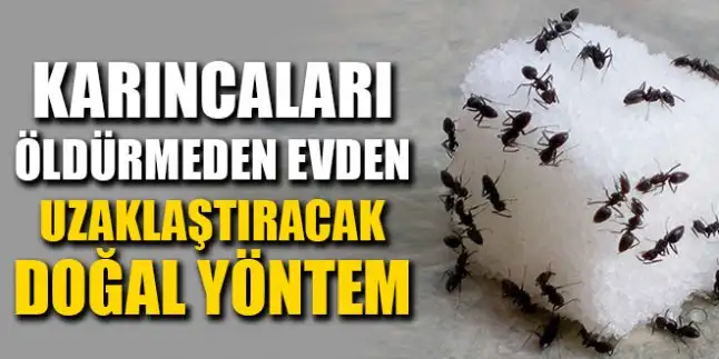 Evdeki-Karıncalardan-Kurtulmanın-Doğal-Yolları-646x323.webp