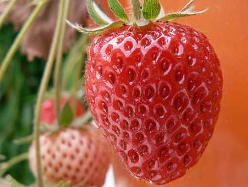 fresh-homegrown-strawberries.jpg