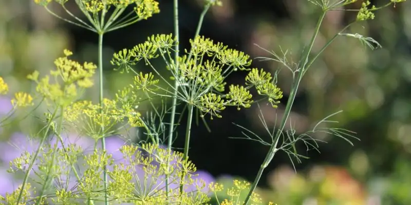 growing-dill-tasty-herb-health-benefits-1280x640.webp