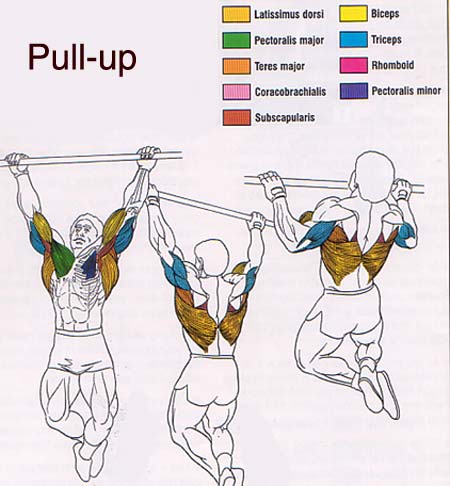 guide_pull_up_anatomy.jpg