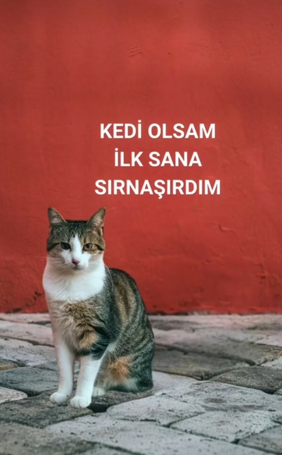 haftalık kedi7 (1).jpg